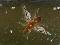 Acidia cognata