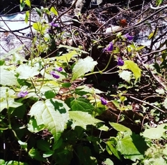 Salvia acerifolia