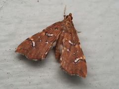 Musotima nitidalis