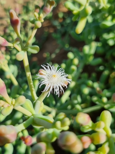 Gariep Asbush (Mesembryanthemum subnodosum)