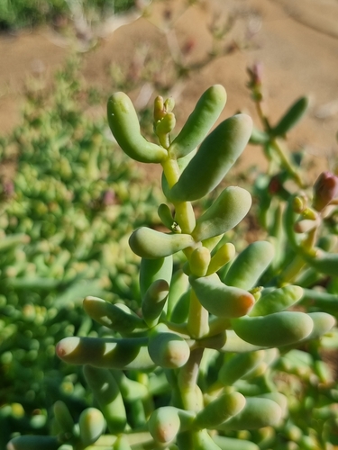 Image of Mesembryanthemum subnodosum by (c) Marc Fradera-Soler, some rights reserved (CC BY)
