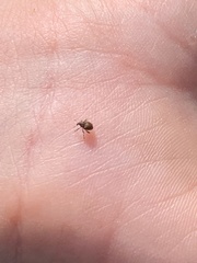 Rhinoncomimus latipes