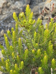 Erica scoparia