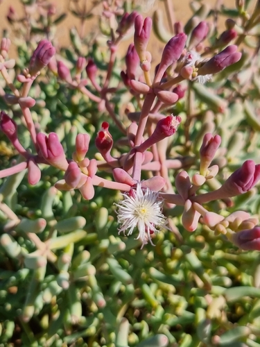 Image of Mesembryanthemum subnodosum by (c) Marc Fradera-Soler, some rights reserved (CC BY)