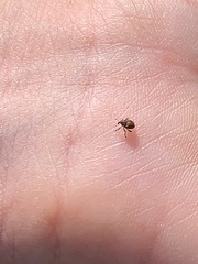 Rhinoncomimus latipes