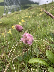 Pulsatilla vernalis
