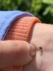 Rhinoncomimus latipes