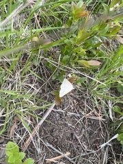 Petrophora subaequaria