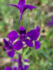 Consolida orientalis