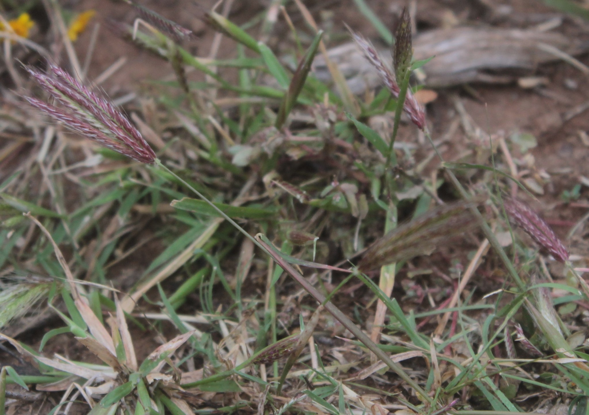 Chloris rufescens