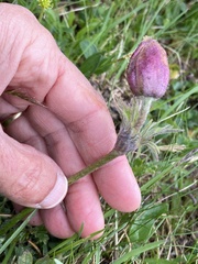 Pulsatilla vernalis