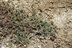 Petrosimonia brachiata