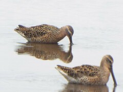 Limnodromus griseus griseus