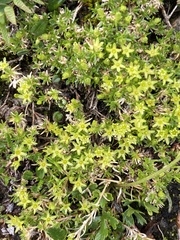Cherleria sedoides