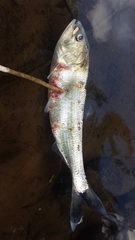Alosa sapidissima