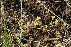 Valerianella muricata