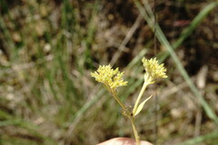 Valerianella muricata