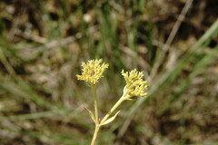Valerianella muricata