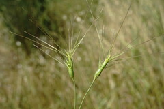 Aegilops neglecta