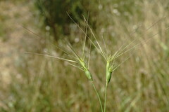 Aegilops neglecta