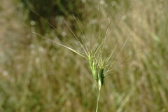Aegilops neglecta