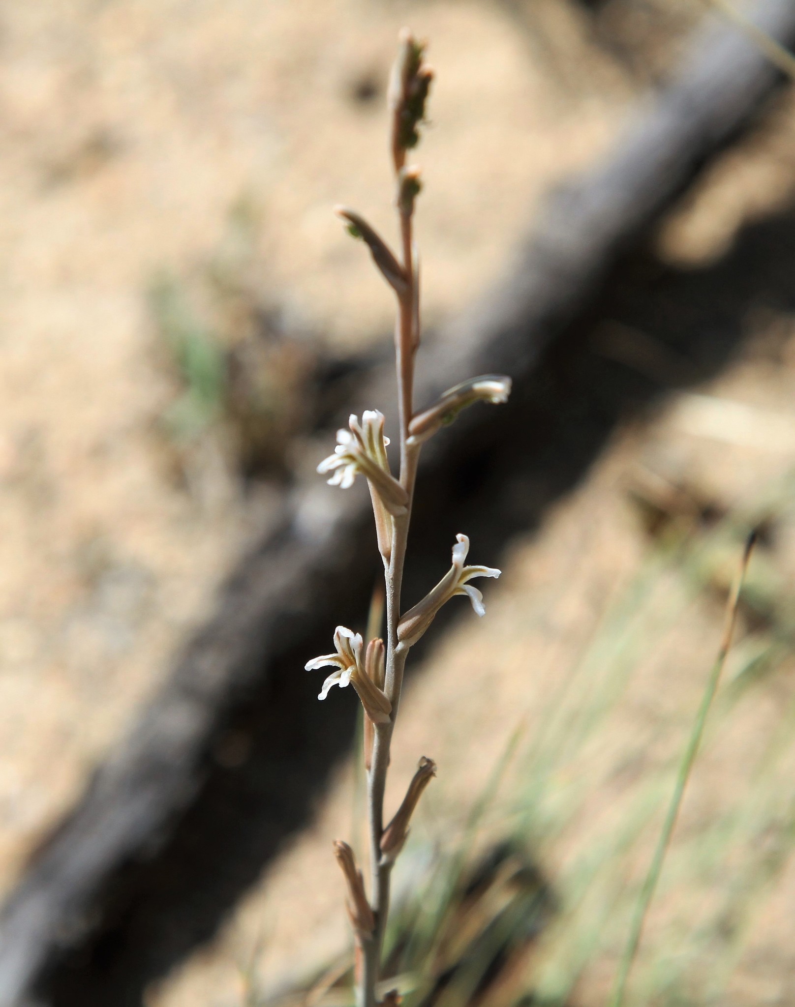 Aloe subspicata