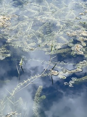 Hydrilla verticillata