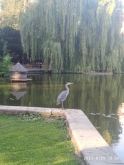 Ardea cinerea