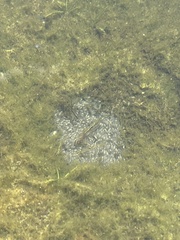 Mayaheros urophthalmus