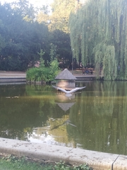 Ardea cinerea