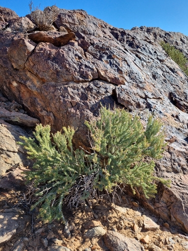 Image of Portulacaria namaquensis by (c) Marc Fradera-Soler, some rights reserved (CC BY)