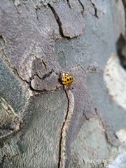 Harmonia axyridis