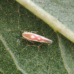 Zygina flammigera