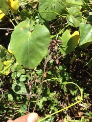 Ipomoea corymbosa