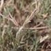 Large-Flower Woolly Grass - Photo (c) Pedro Nájera Quezada, some rights reserved (CC BY-NC), uploaded by Pedro Nájera Quezada