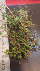 Coprosma dumosa