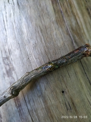 Chrysomela vigintipunctata