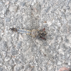 Orthetrum cancellatum