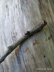 Chrysomela vigintipunctata