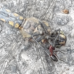 Orthetrum cancellatum