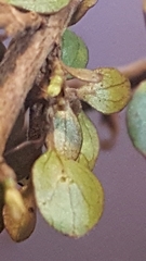 Coprosma dumosa