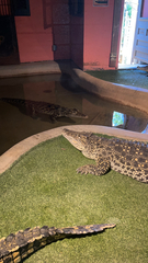 Crocodylus rhombifer