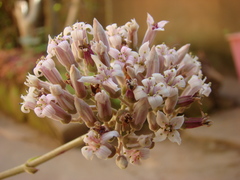 Kalanchoe synsepala