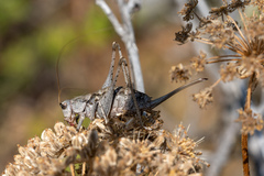 Paradrymadusa galitzini