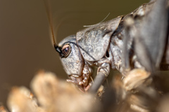 Paradrymadusa galitzini