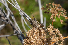 Paradrymadusa galitzini