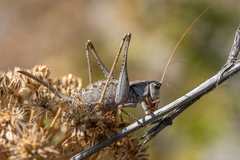 Paradrymadusa galitzini