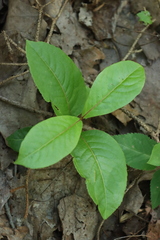 Viburnum cassinoides image