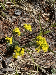 Draba rectifructa