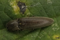 Synaptus filiformis